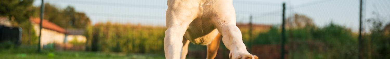 Söpö varjokuva eläinkuvaus koira ja omistaja auringonlaskussa